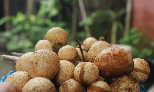 longan pixabay jpg