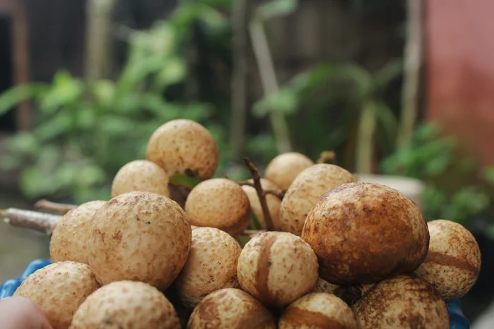 Fructul longan / Foto: Pixabay