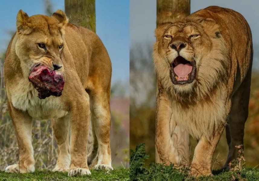 Ultimii lei salvați acum 15 ani de la Grădina Zoologică din Oradea au murit într-un parc natural din Marea Britanie