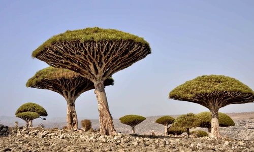 1 74909 original jpg jpeg