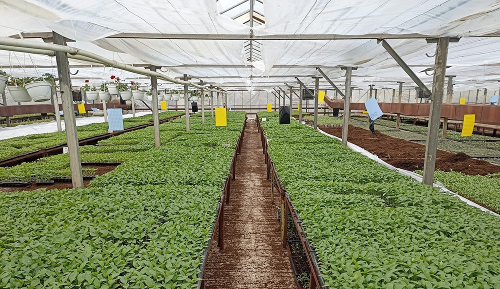 Ghid de cultivare etică a legumelor, oferit de cercetătorii din Buzău. Scandalul tomatelor toxice a pornit din acest județ