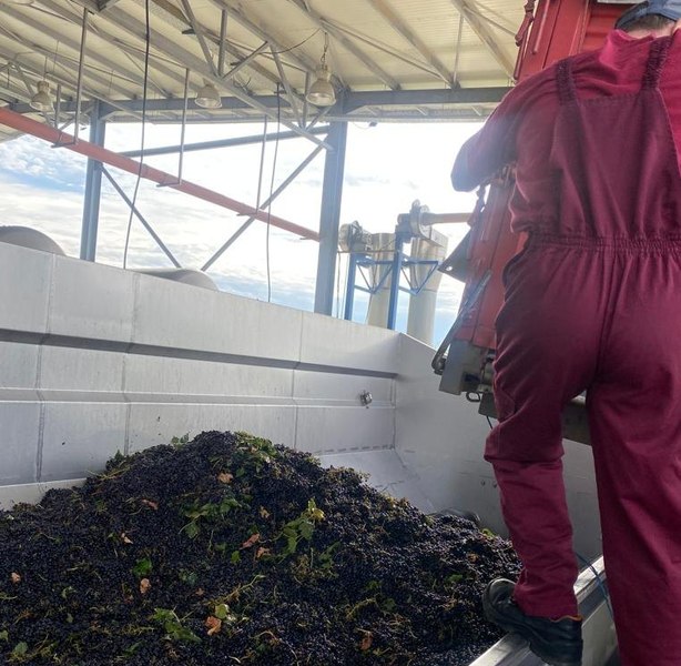 Cum s-a automatizat culesul strugurilor în celebrele podgorii de la Dealu Mare. „E muncă grea”