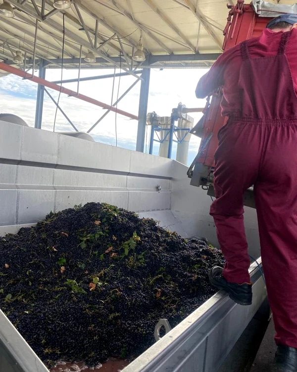 Proprietarii din Dealu Mare sunt mulțumiți de producția de struguri Foto: Viile Metamorfosis