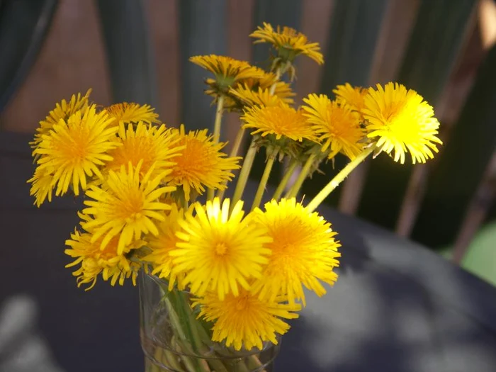 Sursă de minerale, păpădia ajută la întărirea oaselor, fiind indicată ca adjuvant în reumatism, artroză şi gută