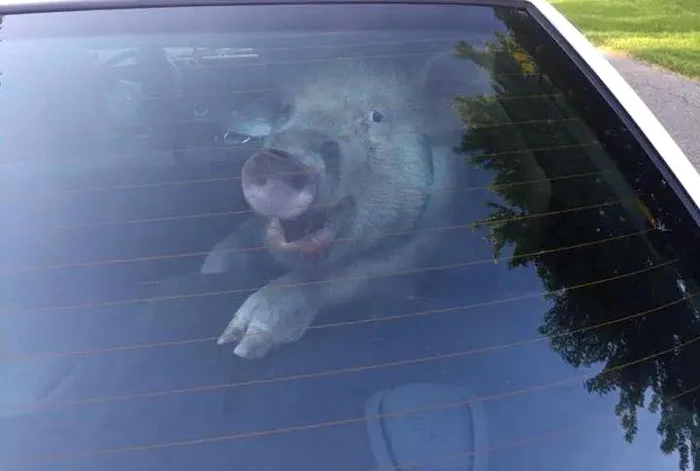 Un șofer beat a vrut să-i mituiască pe polițiști cu un porc FOTO: Sindicatul Europol