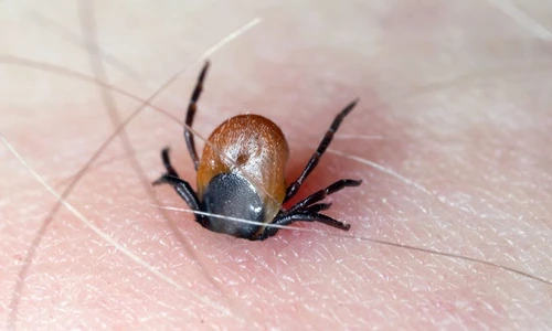 1 shutterstock 1131615065 jpg jpeg