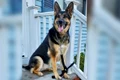 foto mare front 24 sadie dog 1 jpeg
