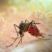 tantar virus Chikungunya foto X jpg