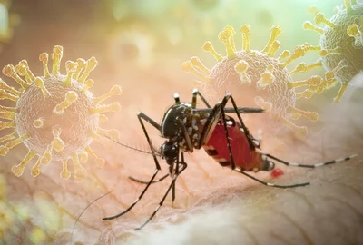 tantar virus Chikungunya foto X jpg