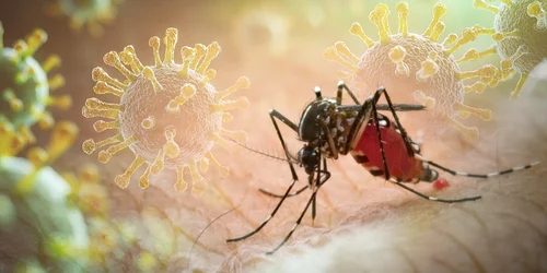 tantar virus Chikungunya foto X jpg