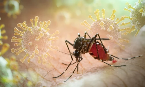 tantar virus Chikungunya foto X jpg