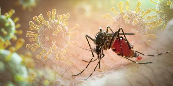 tantar virus Chikungunya foto X jpg