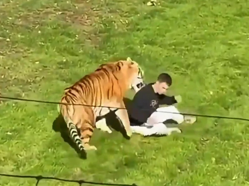 Un bărbat a fost atacat de un tigru