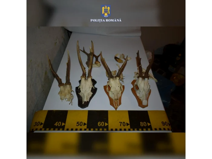 Trofee descoperite la braconierii din Pipirig FOTO Poliția Neamț