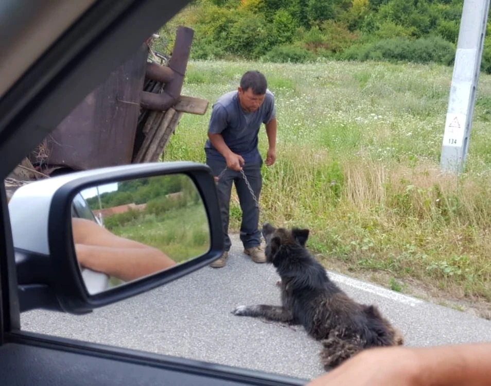 Câinele a murit la scurt timp după ce a fost salvat FOTO Alexandra Paşca