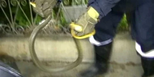 Şarpele a fost capturat de pompieri