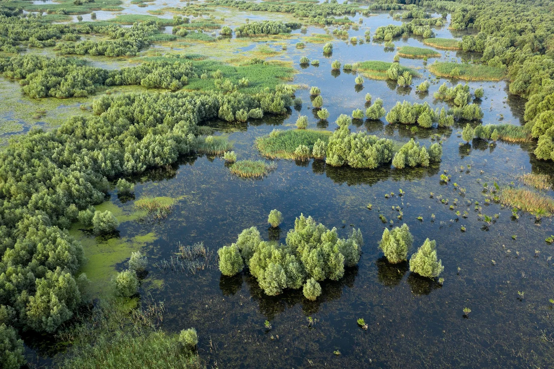 România Sălbatică Luncă inundată Parcul Natural Balta Mică a Brăilei jpg jpeg