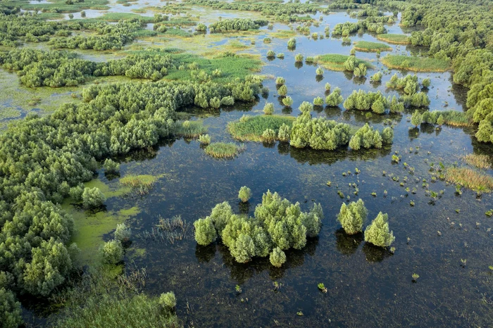 România Sălbatică Luncă inundată Parcul Natural Balta Mică a Brăilei jpg jpeg