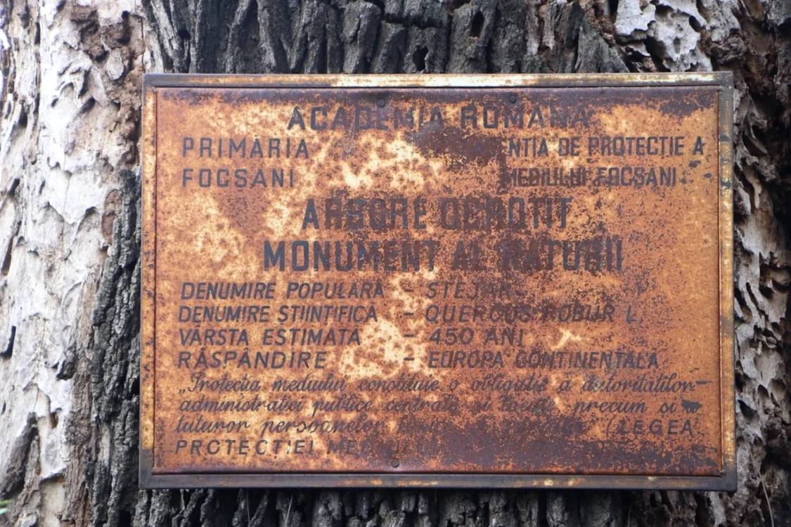 stejar secular focsani