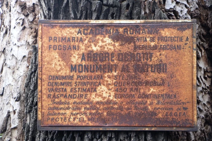 stejar secular focsani