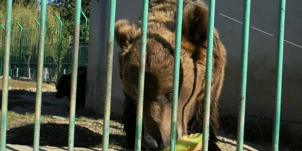 Urşii s-au bucurat de desertul primit de ziua lor