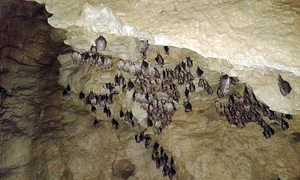 Liliecii au învăţat să nu se mai teamă de oameni şi aparate de fotografiat jpeg
