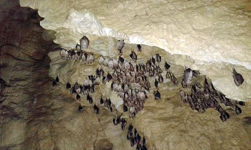 Liliecii au învăţat să nu se mai teamă de oameni şi aparate de fotografiat jpeg