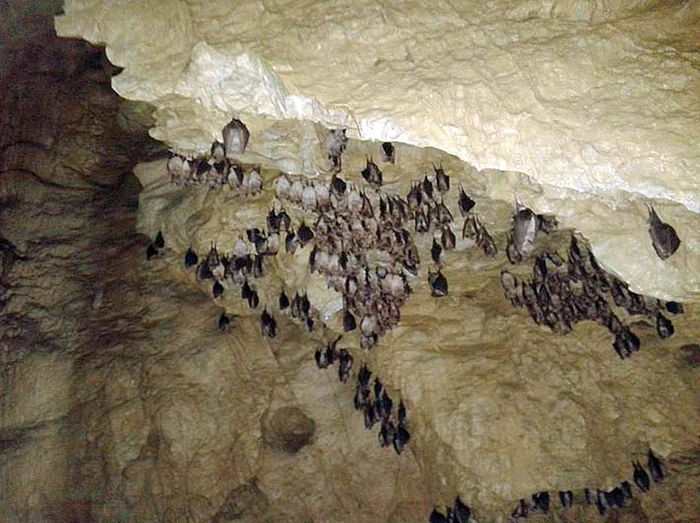 Liliecii au învăţat să nu se mai teamă de oameni şi aparate de fotografiat