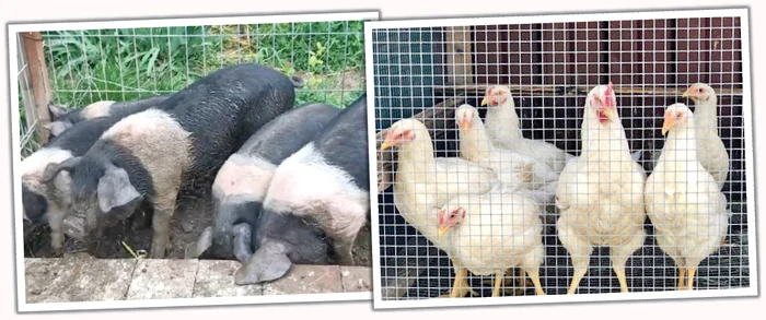 Are grijă de găinile şi de purceluşii din bătătură