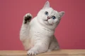 pisică  foto   Shutterstock jpg