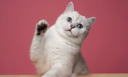 pisică  foto   Shutterstock jpg