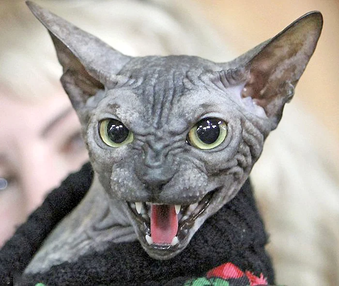 Pisica din rasa Don Sphynx