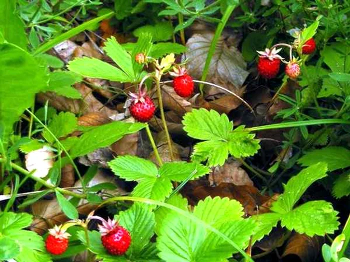 Frăguţele au calităţi deosebite.