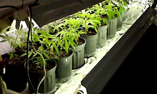 marijuana canabis sa818390hc jpeg