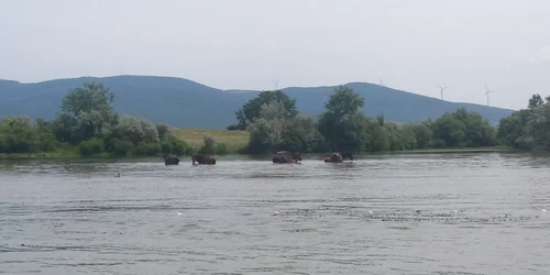 Paradisul de pe Insula Ostrov FOTO Ştefan Both