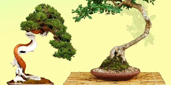 bonsai FOTO Complexul Muzeal de Stiintele Naturii Galati 1
