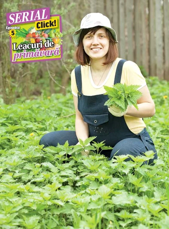 
    La ce sunt bune frunzele de urzică  