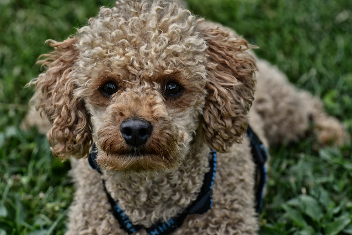 poodle 3682358 1920 jpg