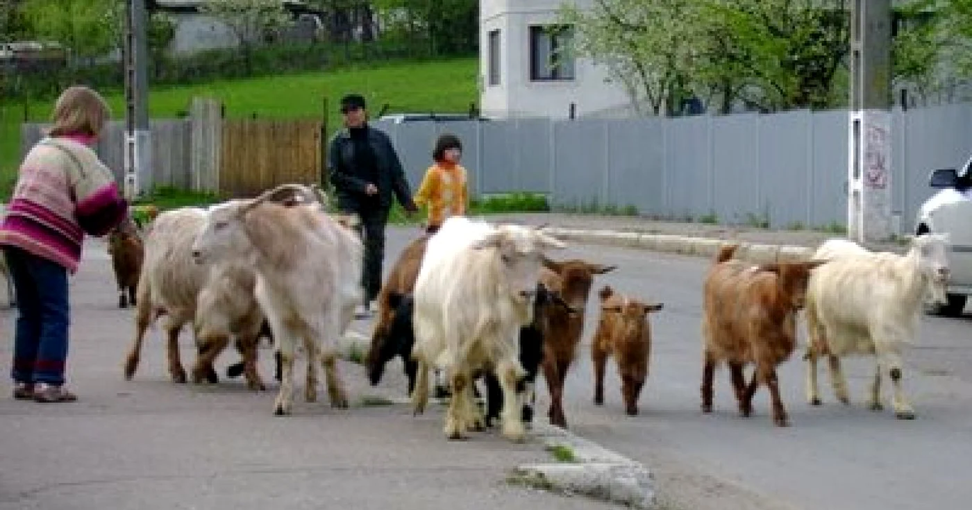 Caprele au revenit în curtea stâpânului