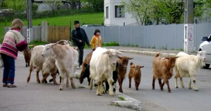 Caprele au revenit în curtea stâpânului
