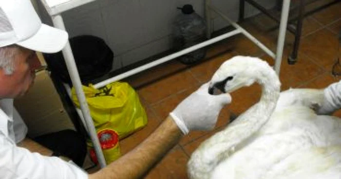 Lebedele au fost duse la Protecţia animalelor
Foto: Adevărul