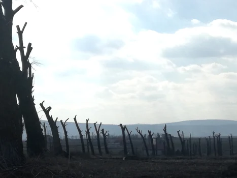Copaci tăiaţi pe drumul Iaşi-Voineşti Foto Simona Stanciu