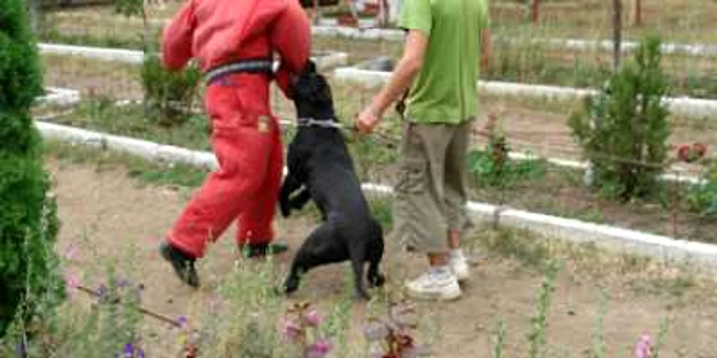 Iaşi: Aglomeraţie la şcolile de dresaj canin