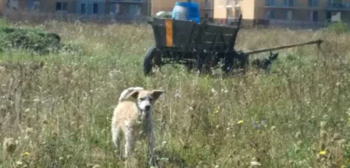 Cânii sunt de mai multă vreme în zonă. FOTO: Adi Ulici