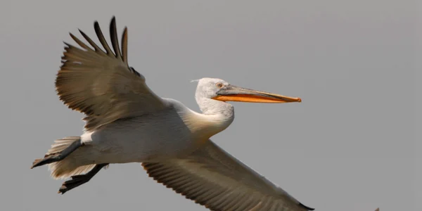 Pelicanul creţ din Delta Dunării Sursa sor.ro