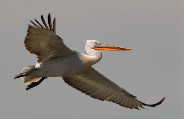 Pelicanul creț nu a mai migrat în țările calde FOTO sor.ro