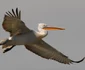 Pelicanul creţ din Delta Dunării Sursa sor.ro