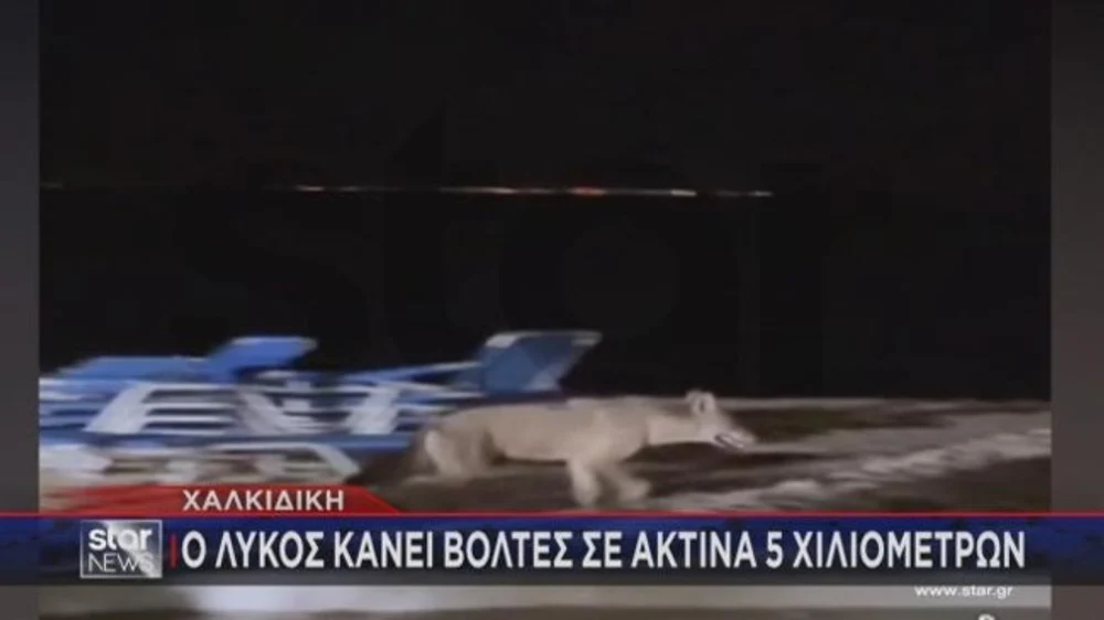 Imagini cu lupul care a atacat o fetiță pe o plajă din Grecia. Copilul a fost mușcat de spate și are zgârieturi pe abdomen și picior