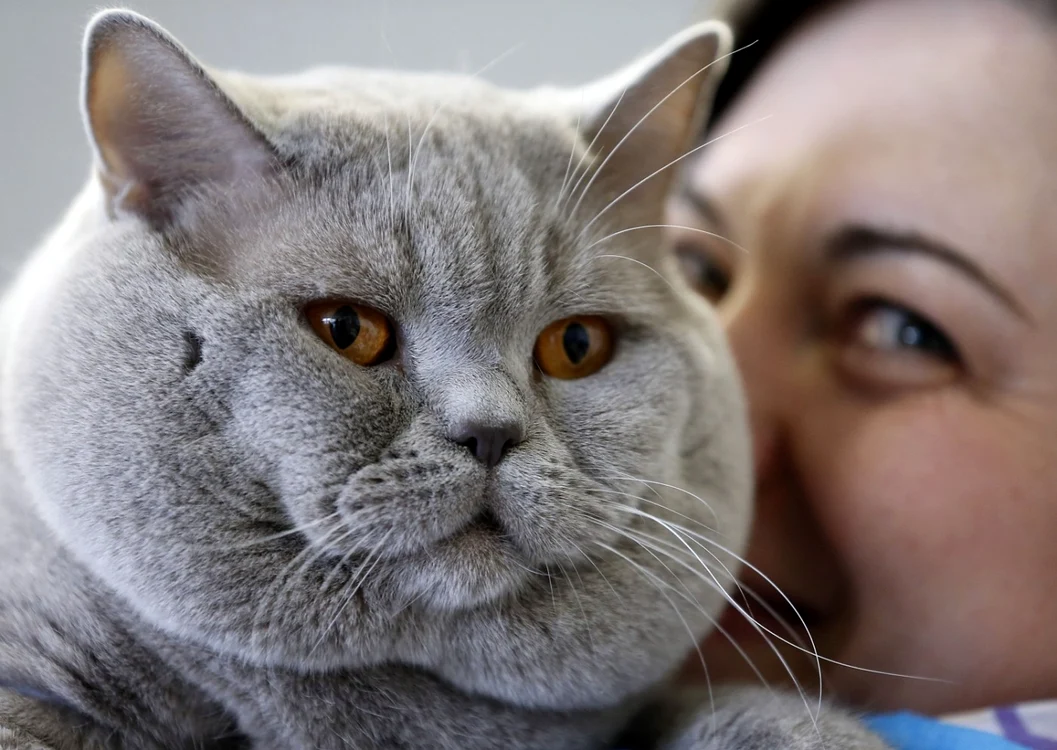 Pentru o relaţie de nota 10 cu animalele de companie, oamenii trebuie să aibă grijă de sănătatea şi alimentaţia lor. FOTO: AP