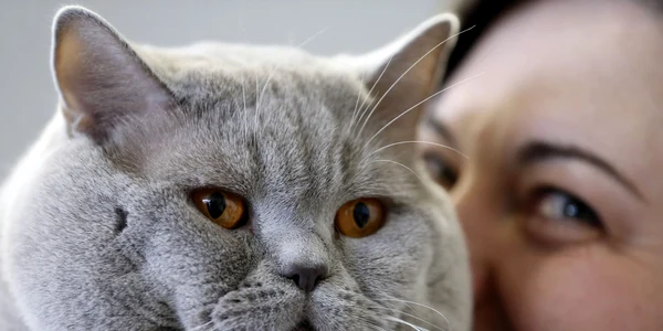 Pisica British Shorthair FOTO AP